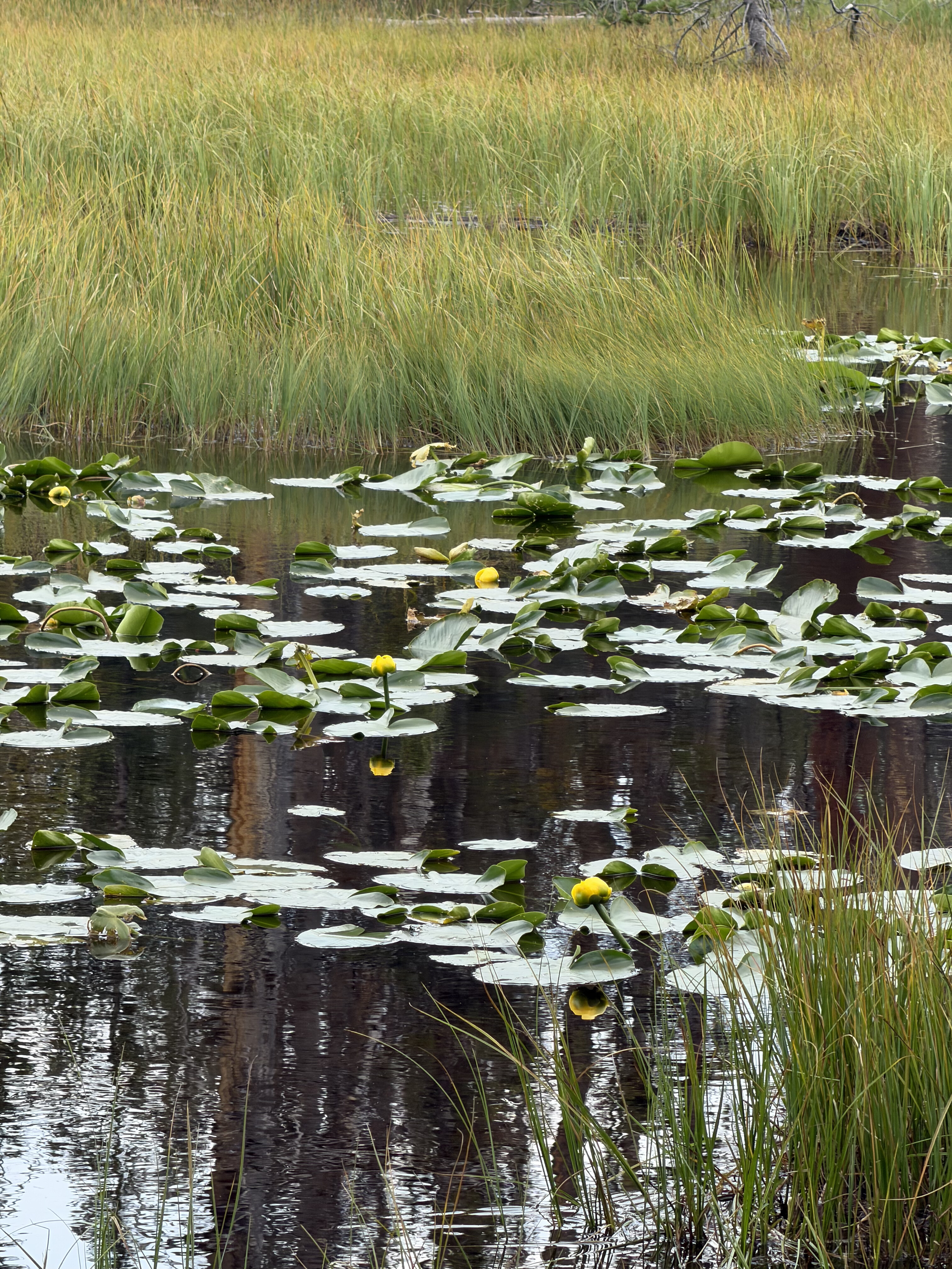 I didn’t know Utah has native water lilies  3