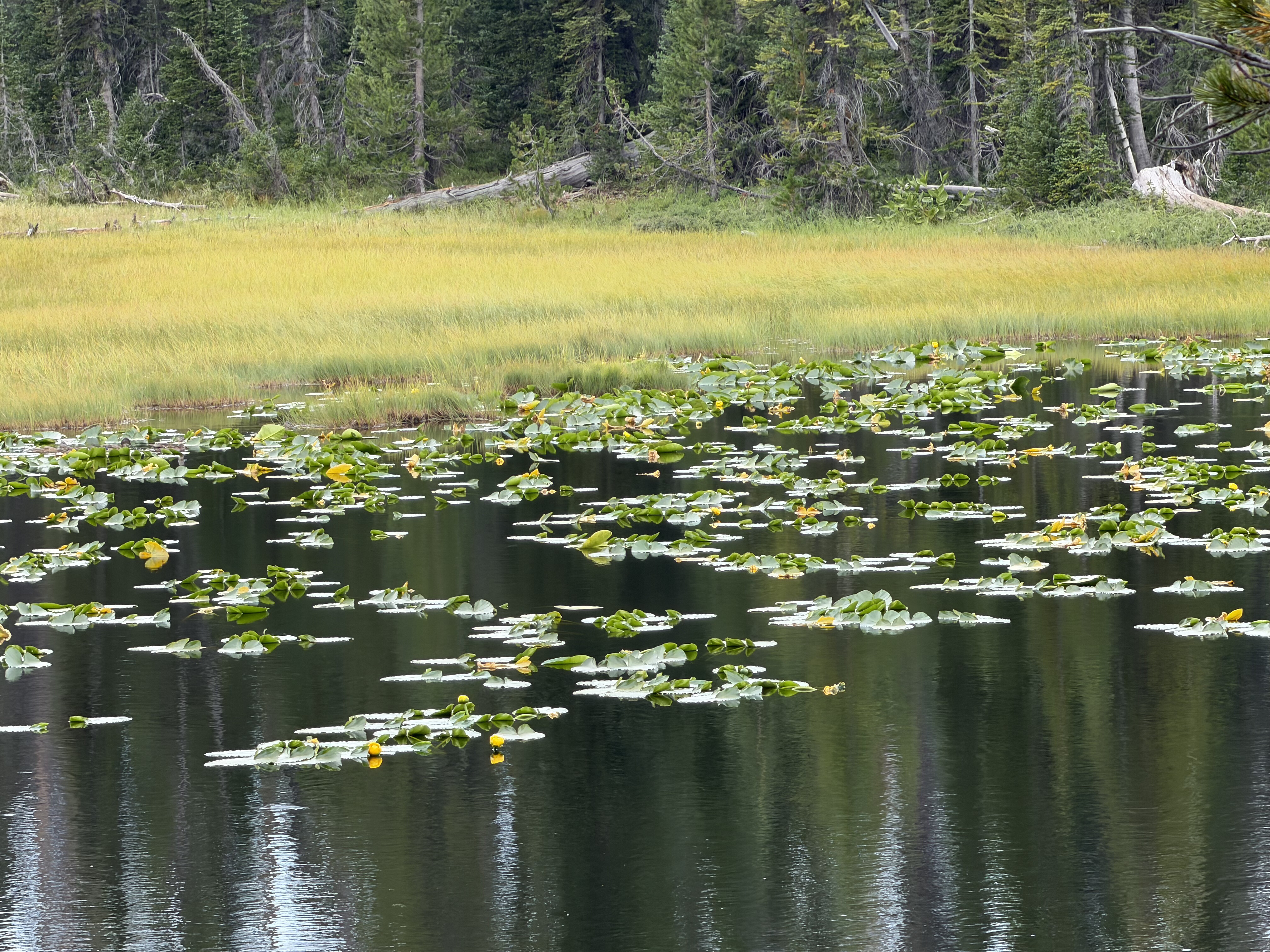 I didn’t know Utah has native water lilies  2